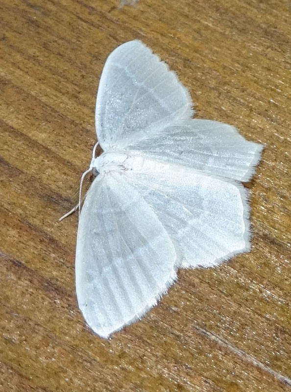 Jodis lactearia - Geometridae